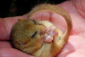dormouse record submit